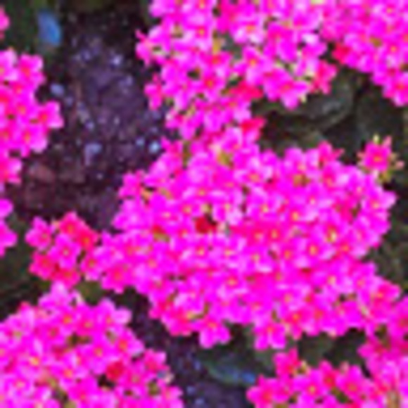 Meet your Posher, Beth - Picture 1 of 1